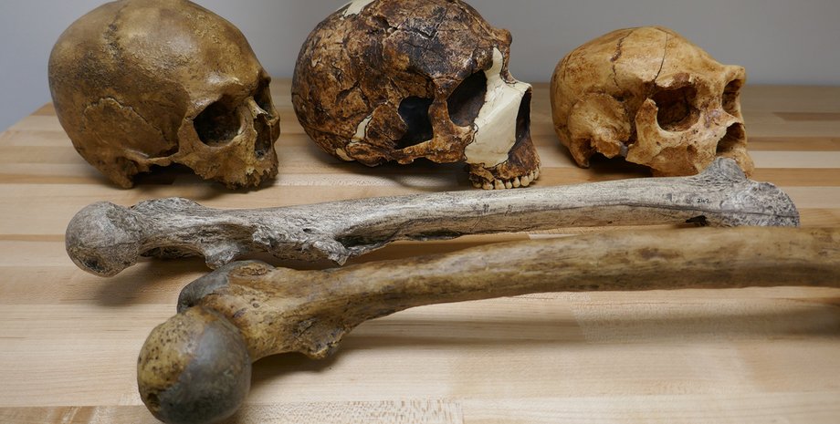 черепа, кости, стол, фото