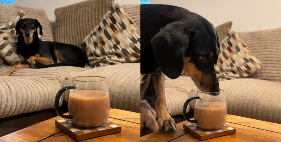 Собака на прізвисько Манго тягнеться до кухля з чаєм на столі і робить обережний ковток, поки господині немає в кімнаті