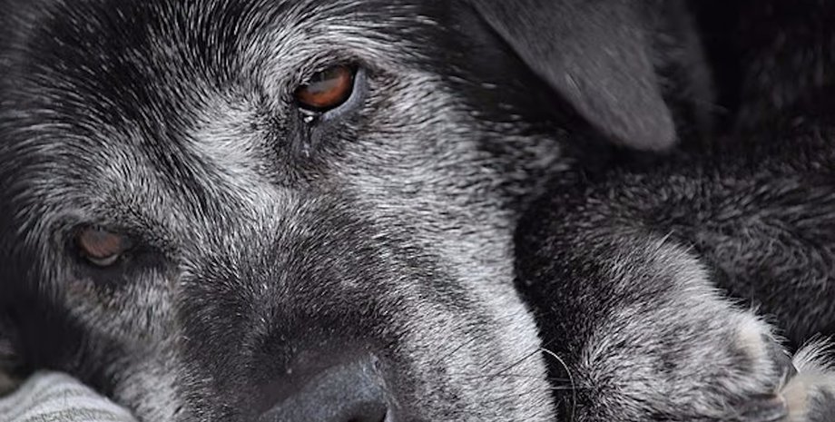 собака біль собаці боляче