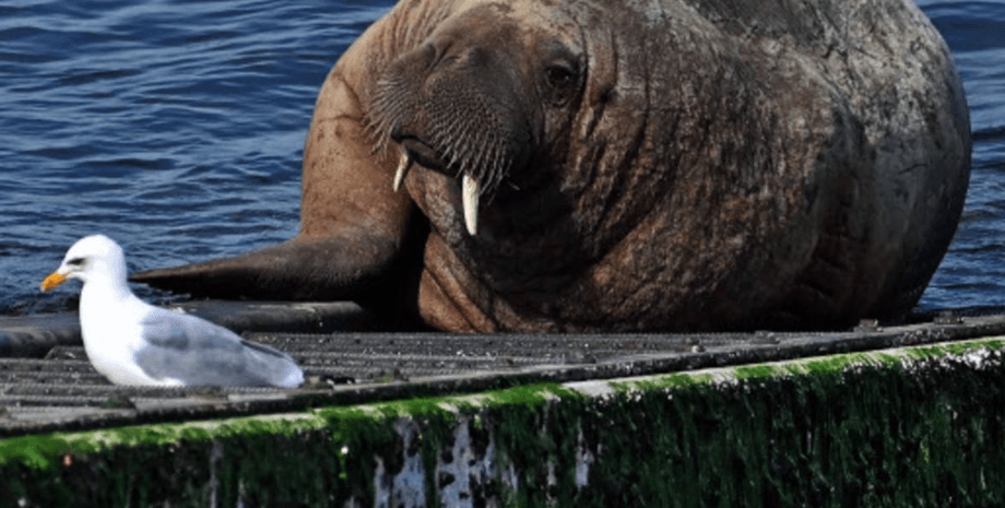 фрейя, моржиха фрейя, фрейя морж, фрейя моржиха, фрейю усыпили, моржиха осло, морж осло, морж усыпили, моржа усыпили