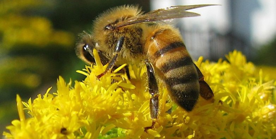 Золотарник реагирует на нападение и готовится к защите золотарник, растение золотарник