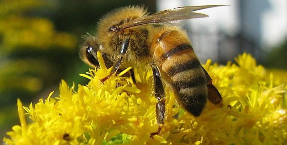 золотарник, растение золотарник