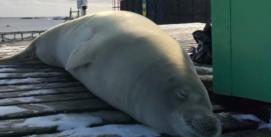 Фото: Facebook / Національний антарктичний науковий центр