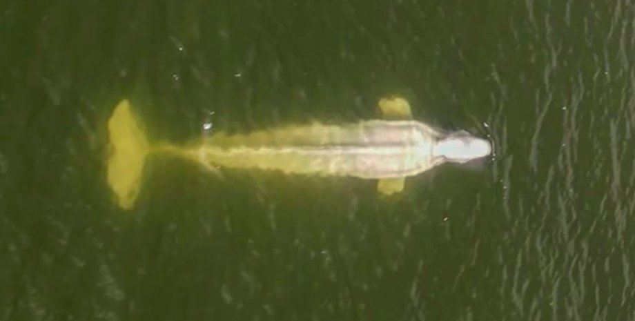 Кит білуха, білуха,