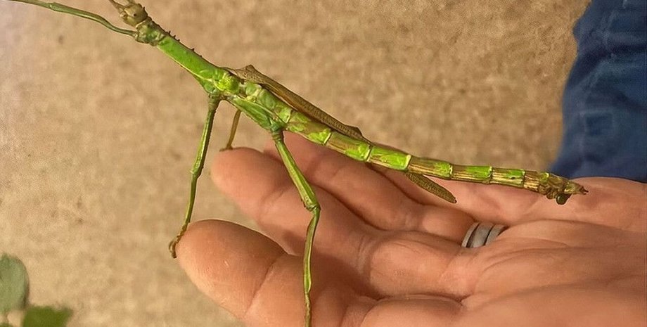 паличник Diapherodes gigantea, рука, каблучка, фото