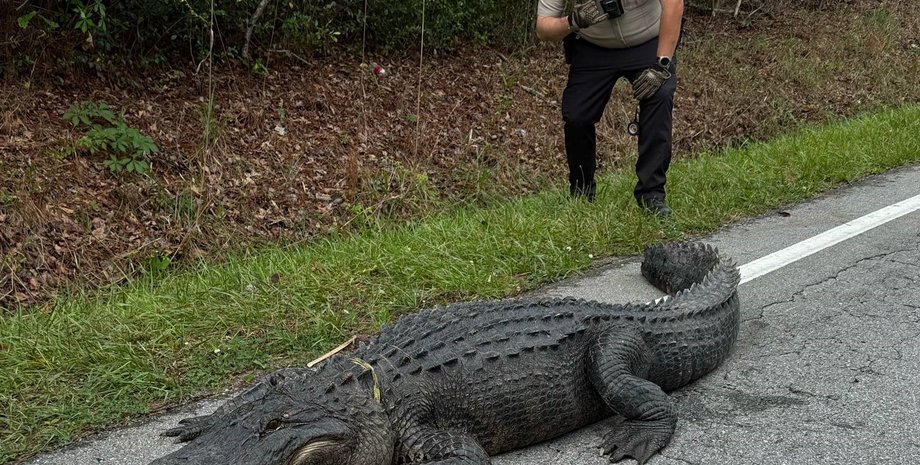 Полиция "арестовала" аллигатора