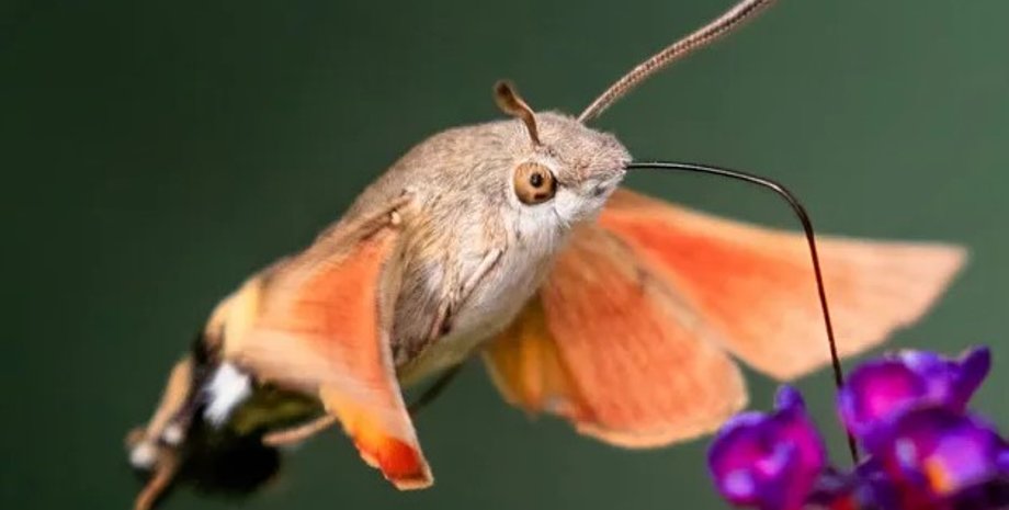 мотылек, колибри, мотылек колибри