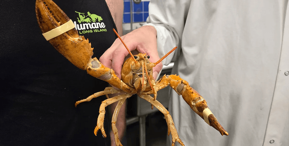 Редкий оранжевый омар, оранжевый лобстер, один а на 30 млн, курс реабилитации для омара, выпустили в воду, может думать,