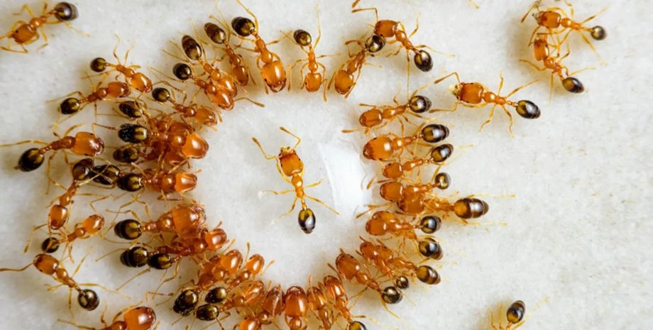 муравьи, спираль смерти муравьи, муравьиные круги