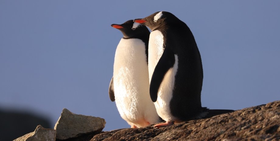пингвины, Антарктида