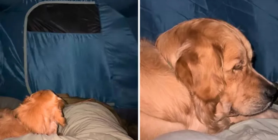 Сім'я вирушила в похід із собакою, але відпочинок пішов не за планом через шторм, що нагрянув