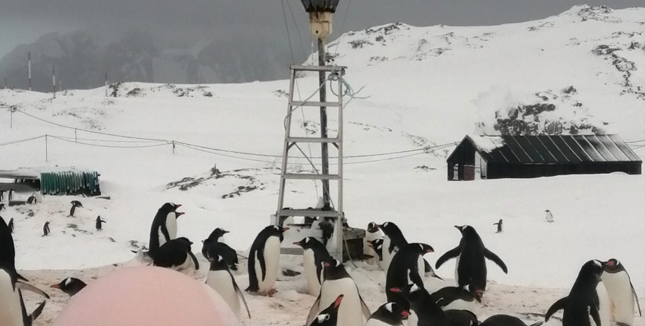 Антарктида, українська полярна станція, пінгвіни, шлюбний сезон