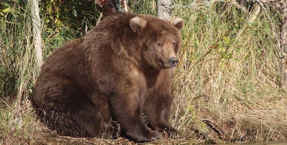 толстый медведь аляска