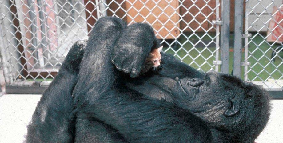 Коко с котенком / Фото: mirror.co.uk