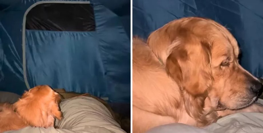 Семья отправилась в поход с собакой, но отдых пошел не по плану из-за нагрянувшего шторма