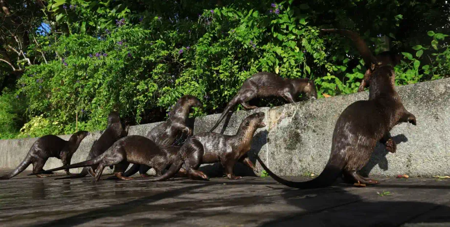 Выдры в Сингапуре, сингапур выдры, выдры сингапур, популяция выдр сингапур