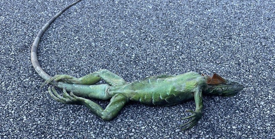 Зелена ігуана, ігуана, похолодання, мороз, Флорида