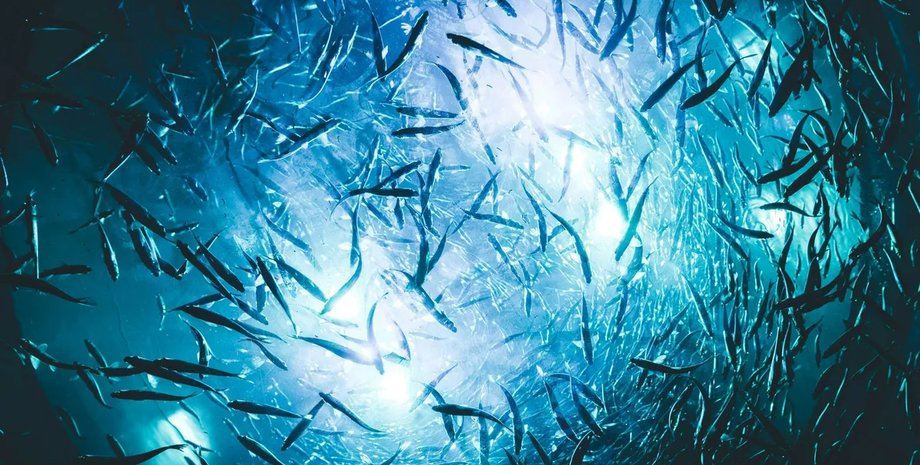 як риби сплять в океані