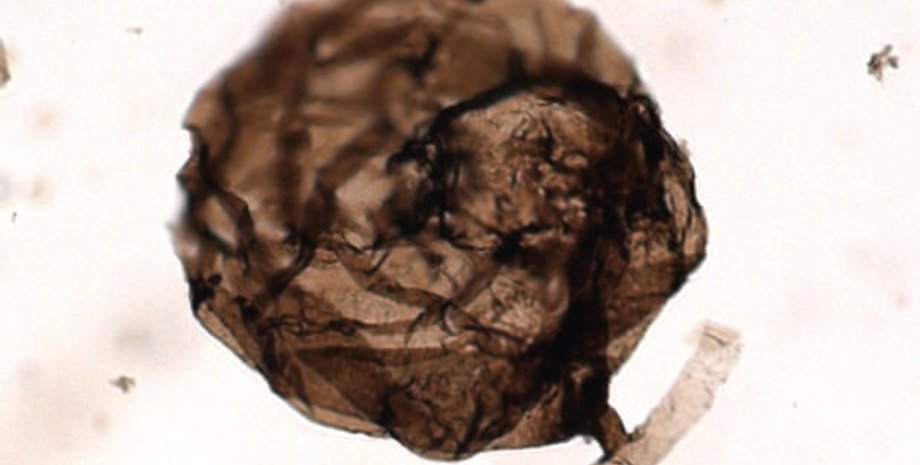 Грибы Ourasphaira giraldae под микроскопом. C.C Loron, University of Liège