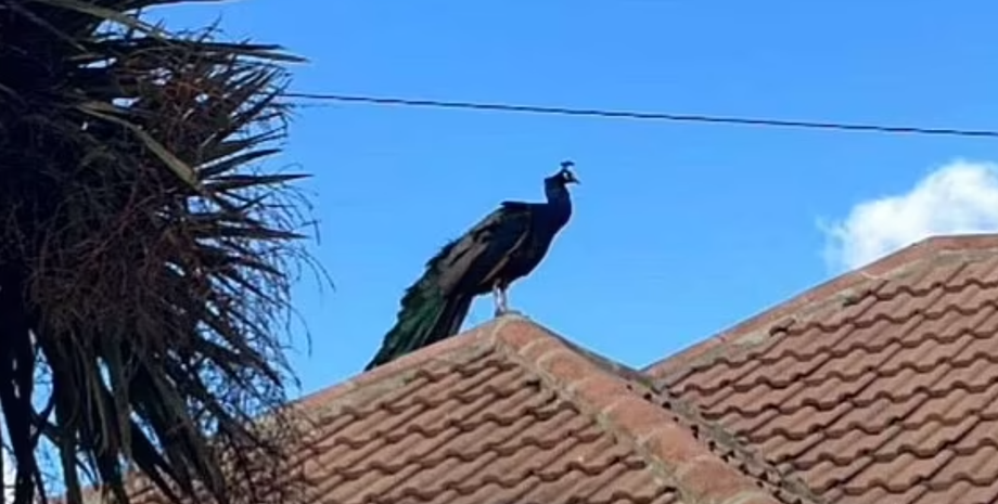 Павич полгода не давал покоя жителям британской деревни, Грейвсенд в графстве Кент, курьезы