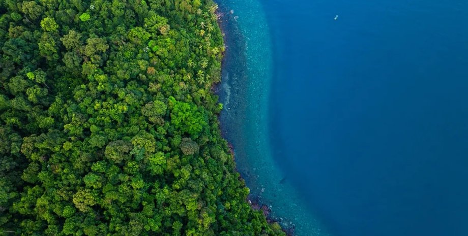 поглотители углерода леса и океан