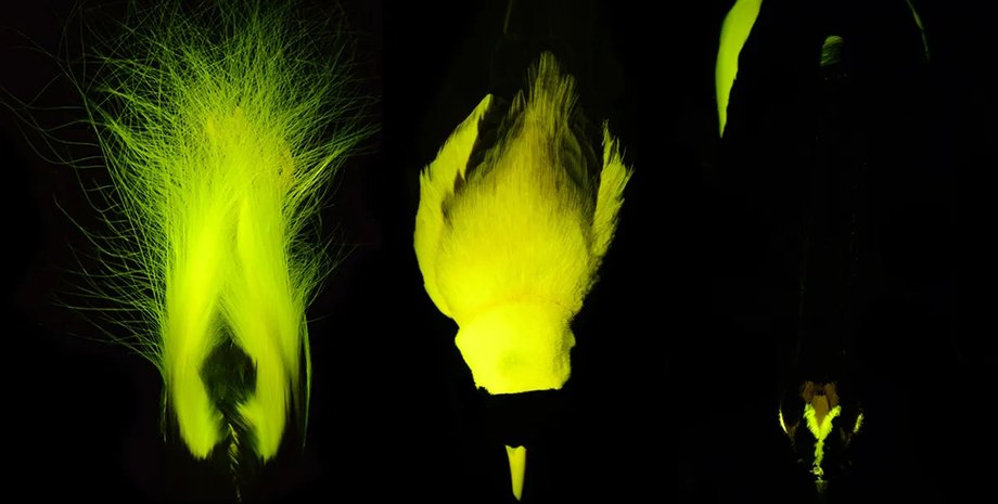 райские птицы, райские птицы светятся