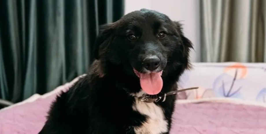 ДНК-тест, генетична експертиза собаці, породи домашніх улюбленців, неймовірні історії з життя, приколи, цікавинки