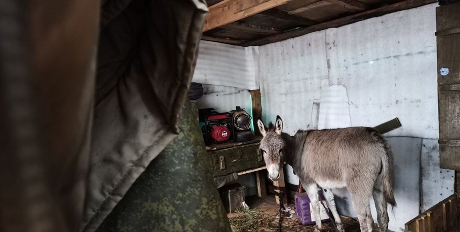 В Defence Express рассказали, зачем ВС РФ используют лошадей и ослов (иллюстративное фото)