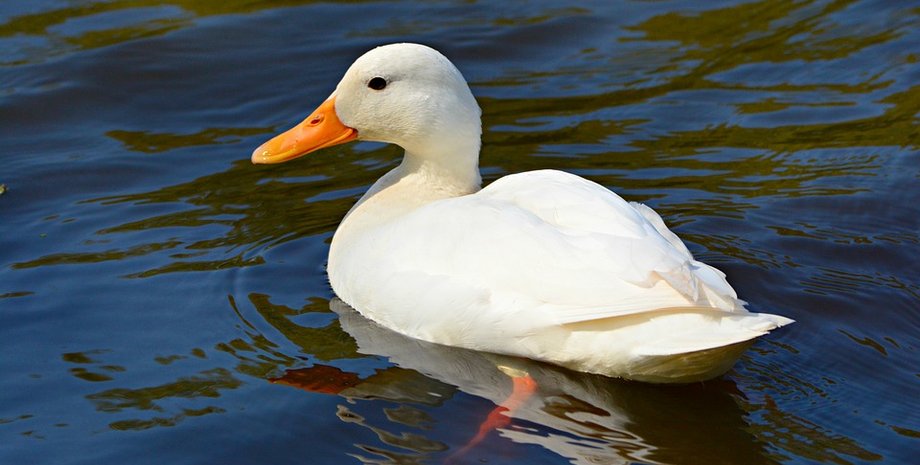 Фото: UNF Spinnaker