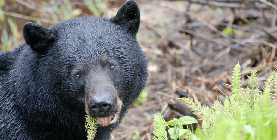 Ведмідь, чорний ведмідь, тварина, полювання, природа