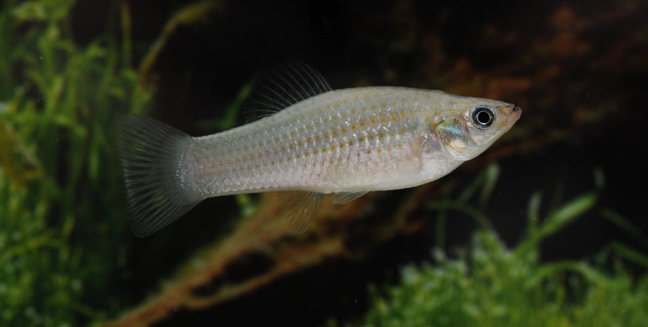 амазонская молли рыба