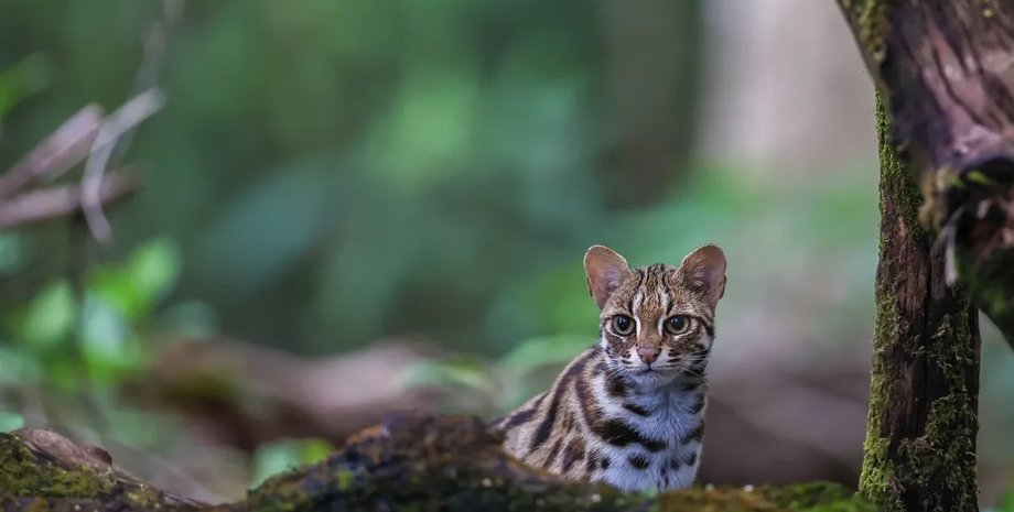 леопардовая кошка лес леопардовая кошка