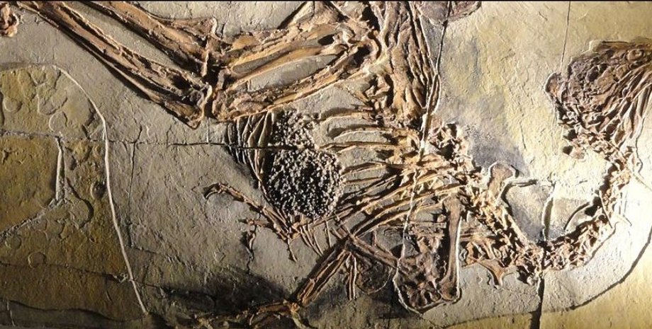 скам'янілість каудиптерикса