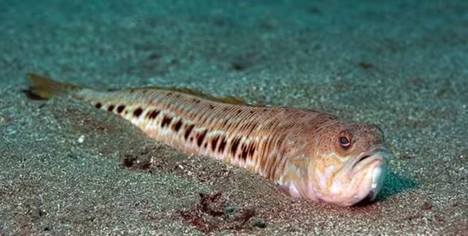 морський дракончик