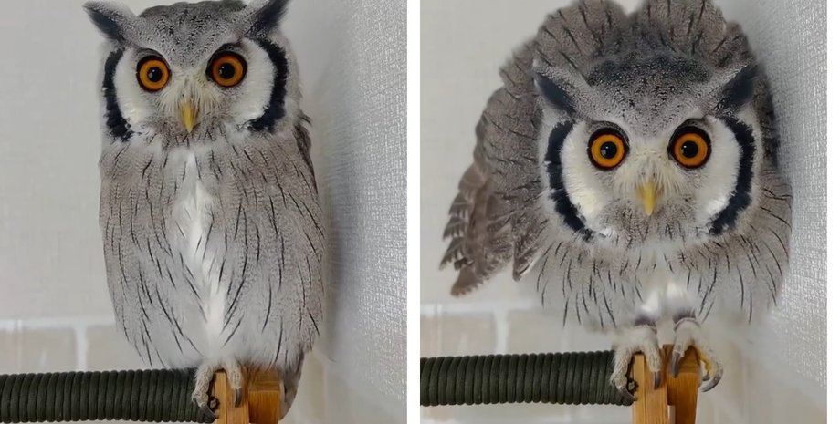 Сова увидела изменение прически хозяина: реакция птицы стала вирусной