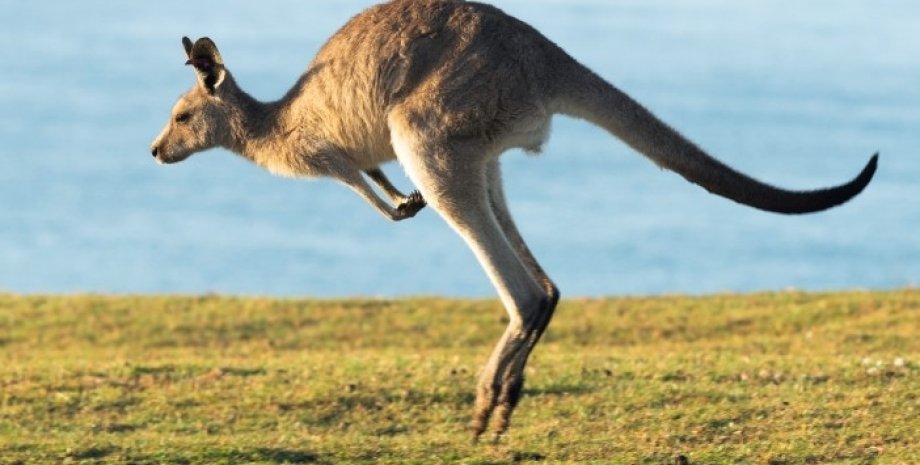 кенгуру, прыжки кенгуру, передвижение кенгуру