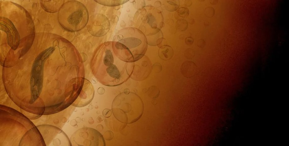 Венера, жизнь на Венере