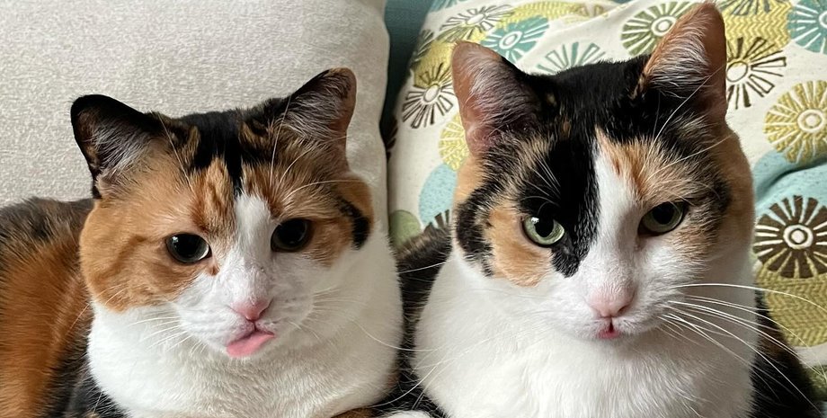 кошки цвета калико