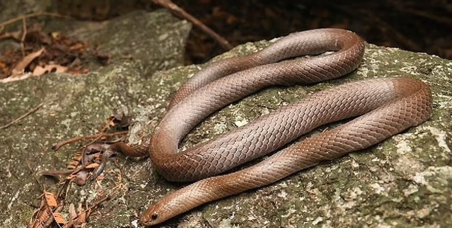 змея, змея новый вид