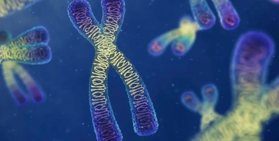 хромосома, хромосоми