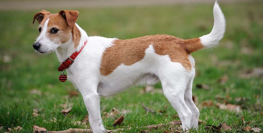 Джек-рассел-терьер, собака, агрессия, фото