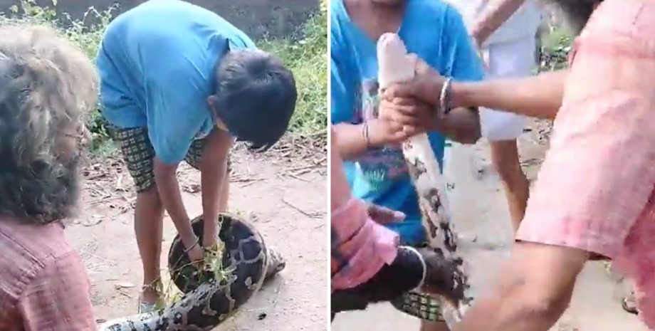 Питона поймали в Индии, курьез, вытащили змею из кустов, видео
