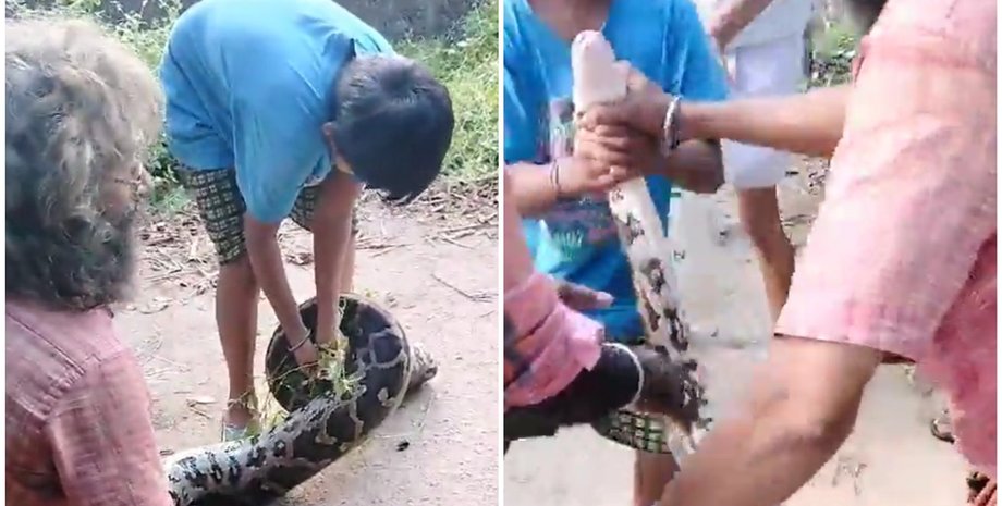 Пітона піймали в Індії, курйоз, витягли змію з кущів, відео
