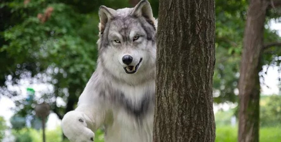 Мужчина в костюме волка, костюм волка, дорого костюм, костюмы для фильмов, мужчина чувствует себя волком, не оборотень