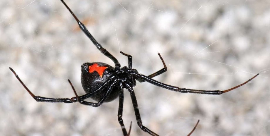 каракурт, отруйні павуки, павуки, чорна вдова