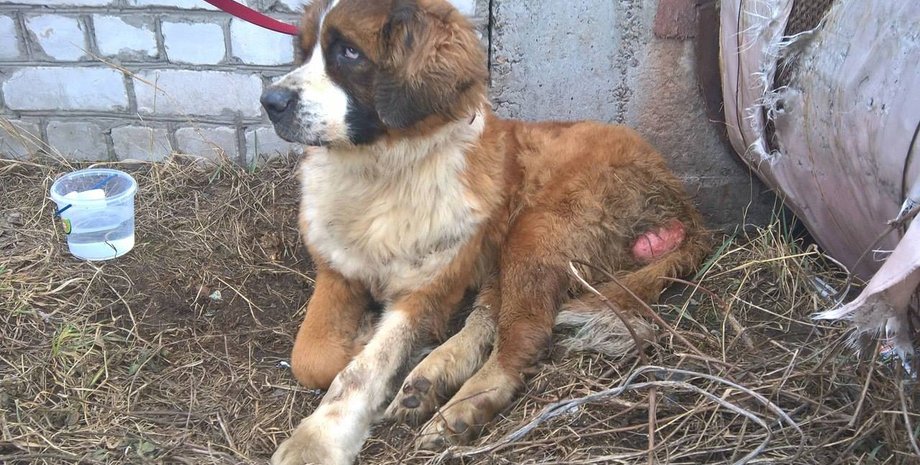 сенбернар, собака фото, пес фото