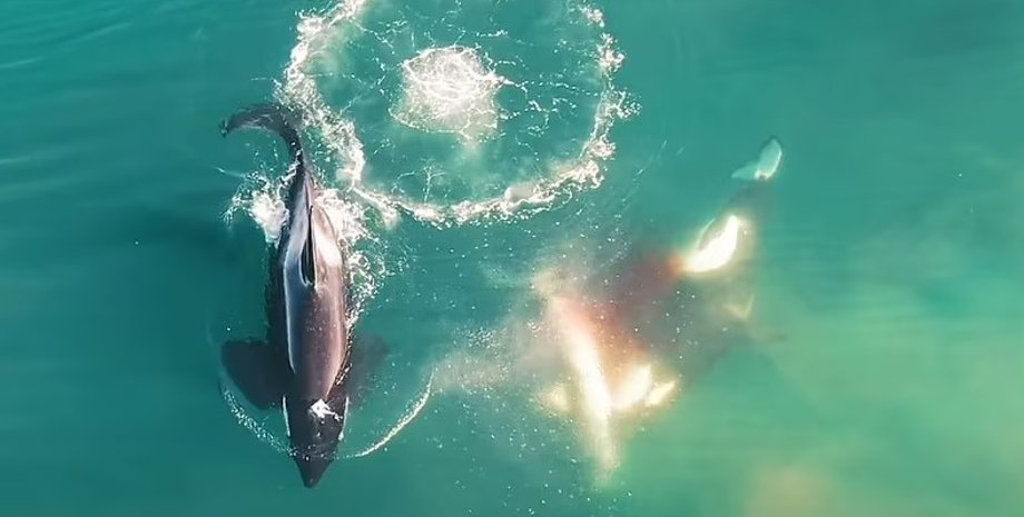 косатки, белая акула, нападение