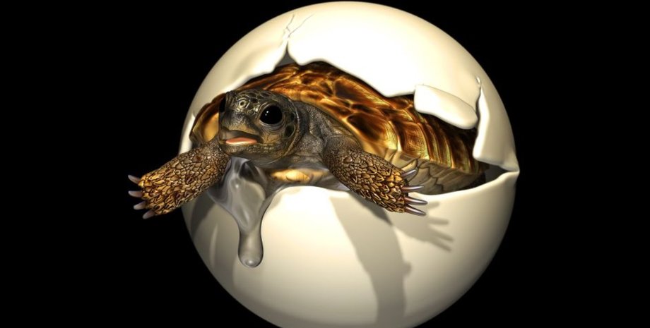 яйце, черепаха, динозаври, кладка яєць, ембріон