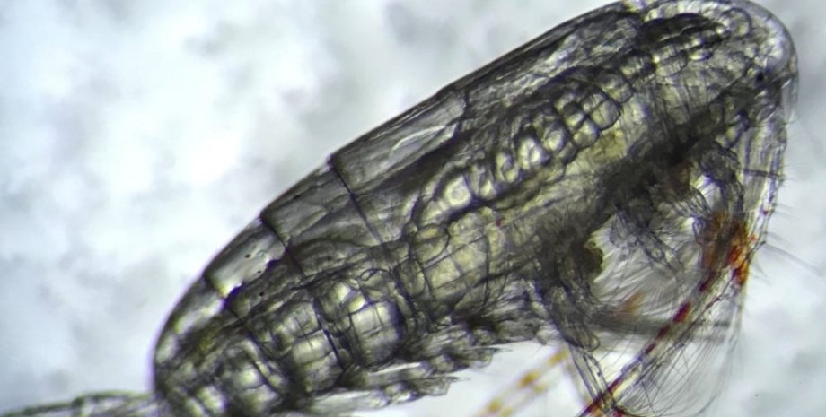 Крохотные ракообразные могут замедлить климатические изменения ракообразные, копепода