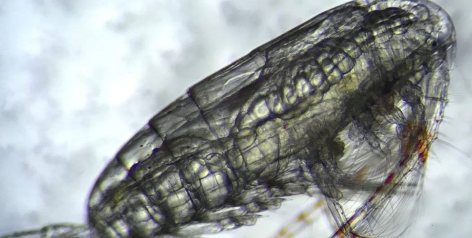 ракоподібні, копепода